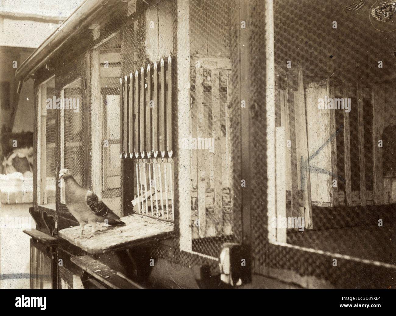 Un piccione marcato blu, di proprietà di J.H.A. Witten di Utrecht, ha vinto il primo premio al concorso nazionale "Bordeaux" organizzato dalla Dutch Pigeon Association nel 1913. Il piccione è raffigurato dal suo loft. Foto Stock