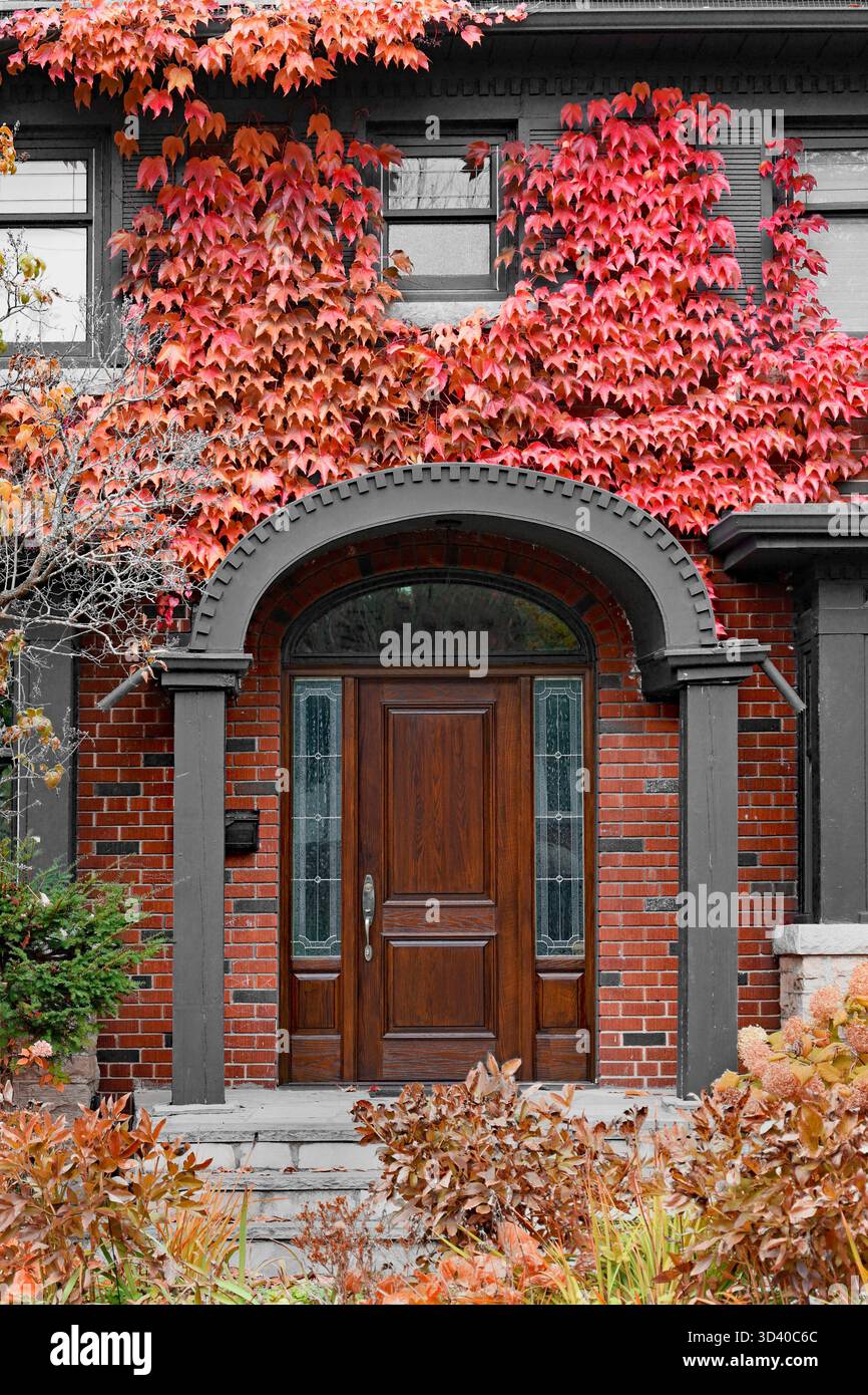 Porta d'ingresso in autunno con fogliame rosso brillante sull'edera Foto Stock