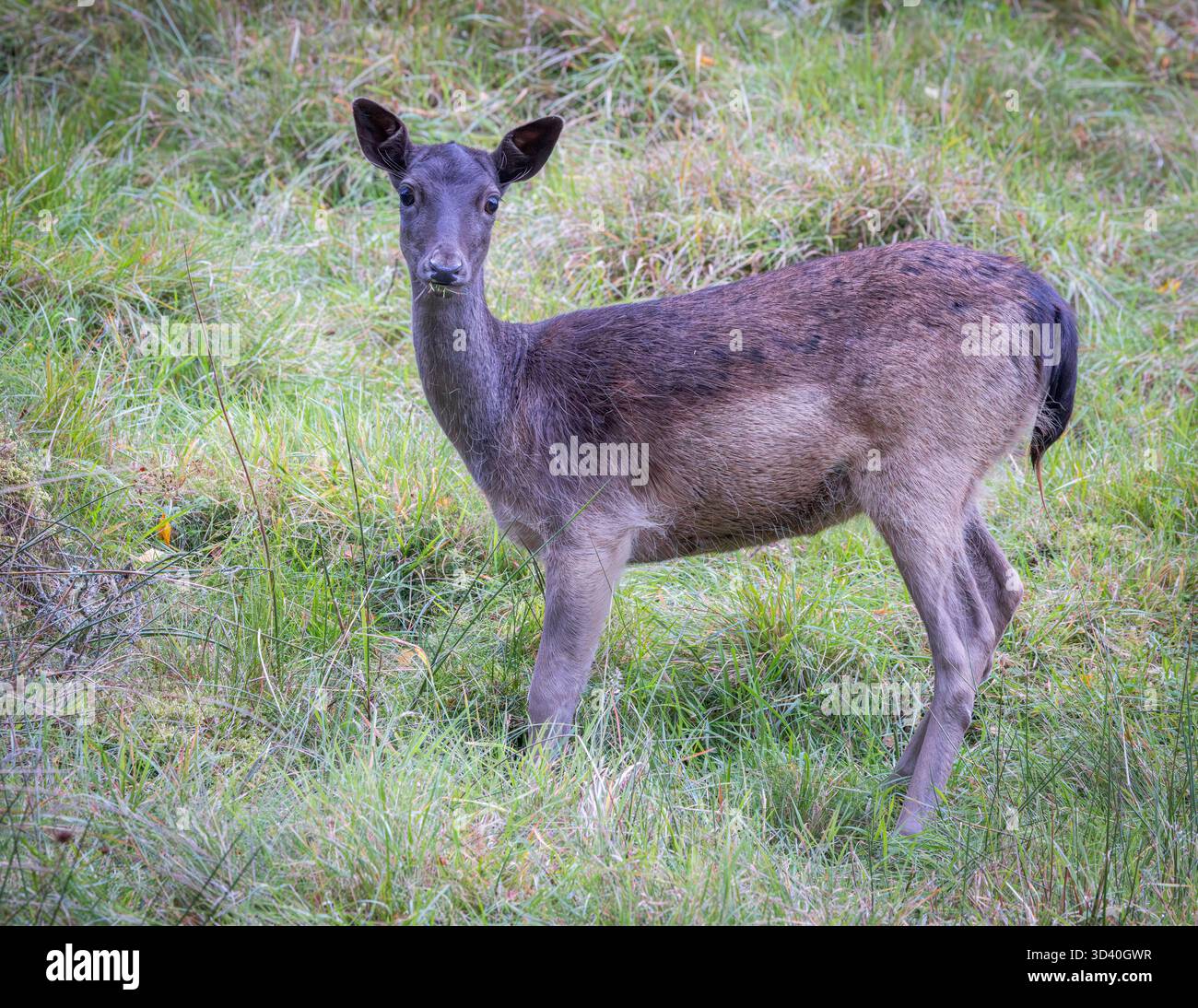 Melanistica daino [ Dama dama ] femmina [Doe] Foto Stock