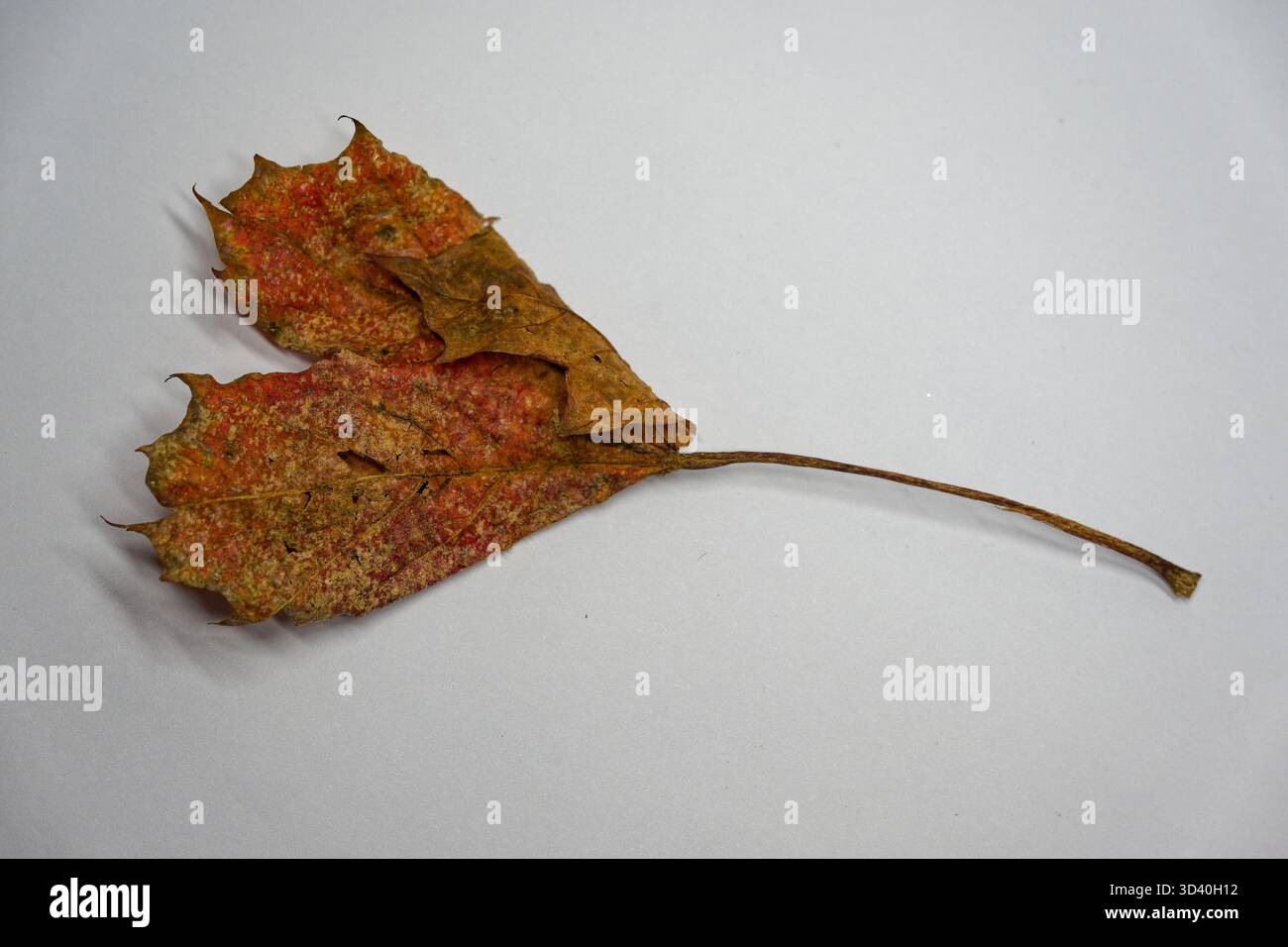 Una foglia secca caduta giace su una superficie bianca e i bordi si arricciano verso l'interno fino a quando la forma non si trasforma in una semplice forma a cuore, il tono marrone tenue e il ben delicato Foto Stock