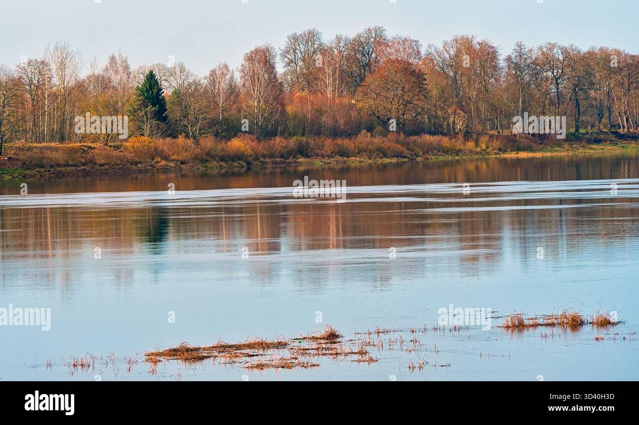 Un vibrante paesaggio autunnale con una foresta colorata di alberi rossi e gialli, che si riflette nel fiume con un unico abete verde Foto Stock