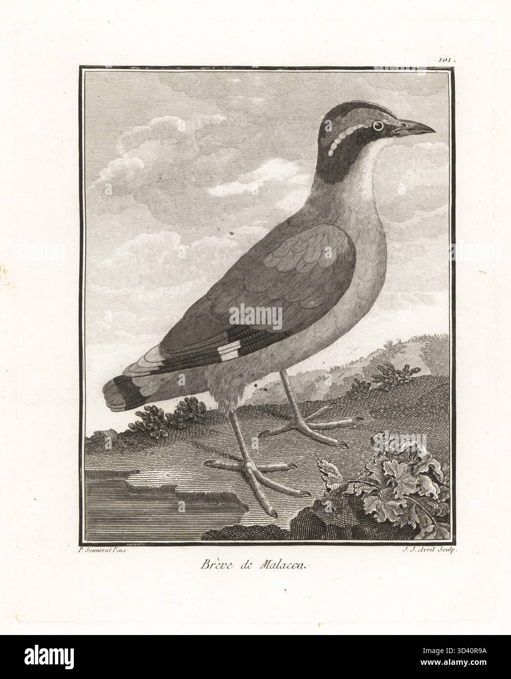 Pitta alata blu, Pitta moluccensis. Breve de Malacca, Turdus malaccensis. Incisione su lastra di J. J. Avril dopo un'illustrazione di Pierre Sonnerat dal suo Voyage aux Indes Orientales et à la Chine (viaggio nelle Indie Orientali e Cina, Dentu, Parigi, 1806. Foto Stock
