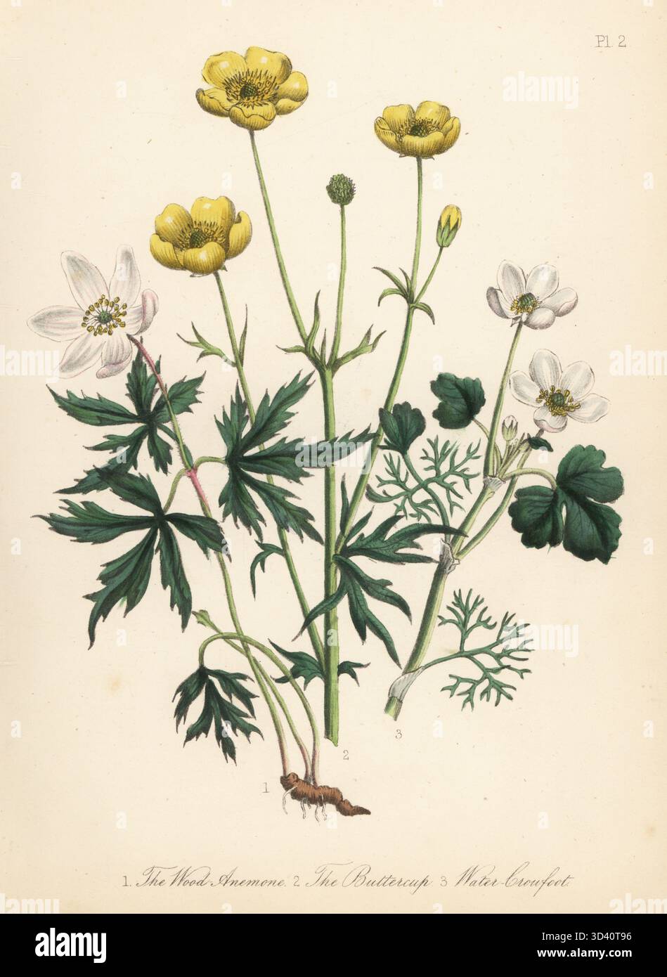 Anemone di legno, anemone nemorosa, buttercup, Ranunculus bulbosus e piede di porco d’acqua, Ranunculus hederaceus. Litografia colorata a mano di Henry Noel Humphreys dopo un'illustrazione botanica di Jane Loudon dal suo libro British Wild Flowers, William Smith, Londra, 1846. Foto Stock