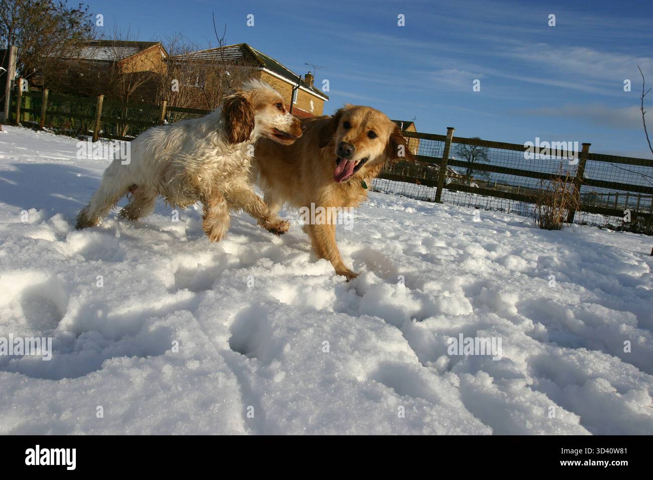 Il Golden Retriever cane e cocker spaniel nella neve Foto Stock