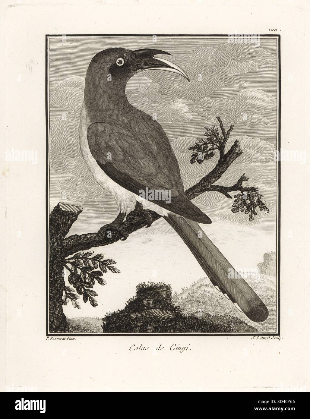 Carpino grigio indiano, Ocyceros birostris. Calao de Gingi. Incisione su lastra di J. J. Avril dopo un'illustrazione di Pierre Sonnerat dal suo Voyage aux Indes Orientales et à la Chine (viaggio nelle Indie Orientali e Cina, Dentu, Parigi, 1806. Foto Stock