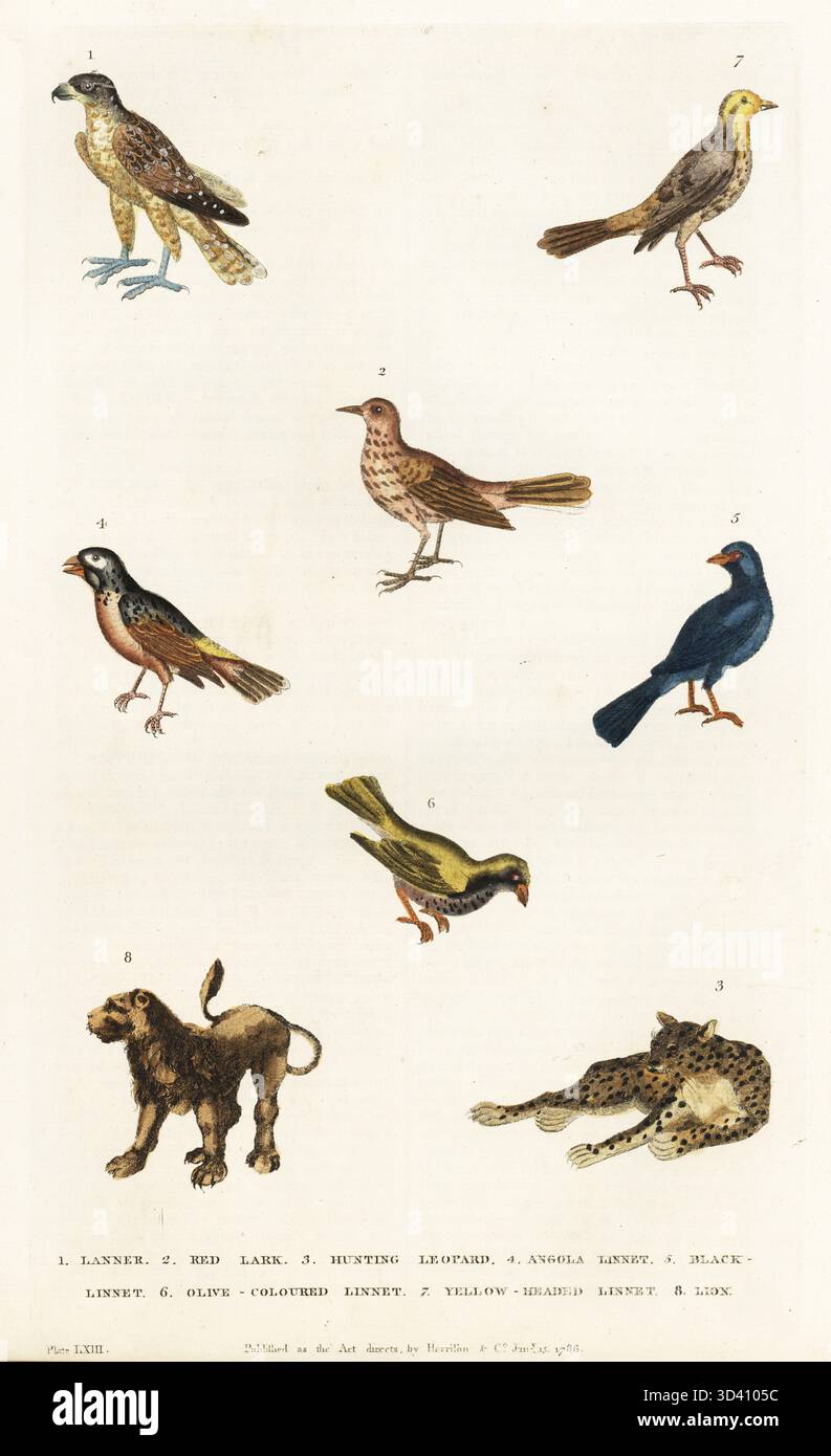 Lanner Falco, Falco biarmicus 1, larice rosso, Calendulauda burra 2, ghepardo, Acinonyx jubatus 3, Blue waxbill, Uraeginthus angolensis 4, Zambezi indigobird, Vidua codringtoni 5, linnet 6 color oliva, becco nero giallo, Pheucticus chrysopeplus. 7, e leone, Panthera leone 8. Incisione in rame colorato a mano di Moses Harris da A New Dictionary of Natural History di William Frederic Martyn, Harrison, Londra, 1785. Pseudonimo di William Fordyce Mavor, prete scozzese, insegnante e scrittore, 1758-1837. Foto Stock