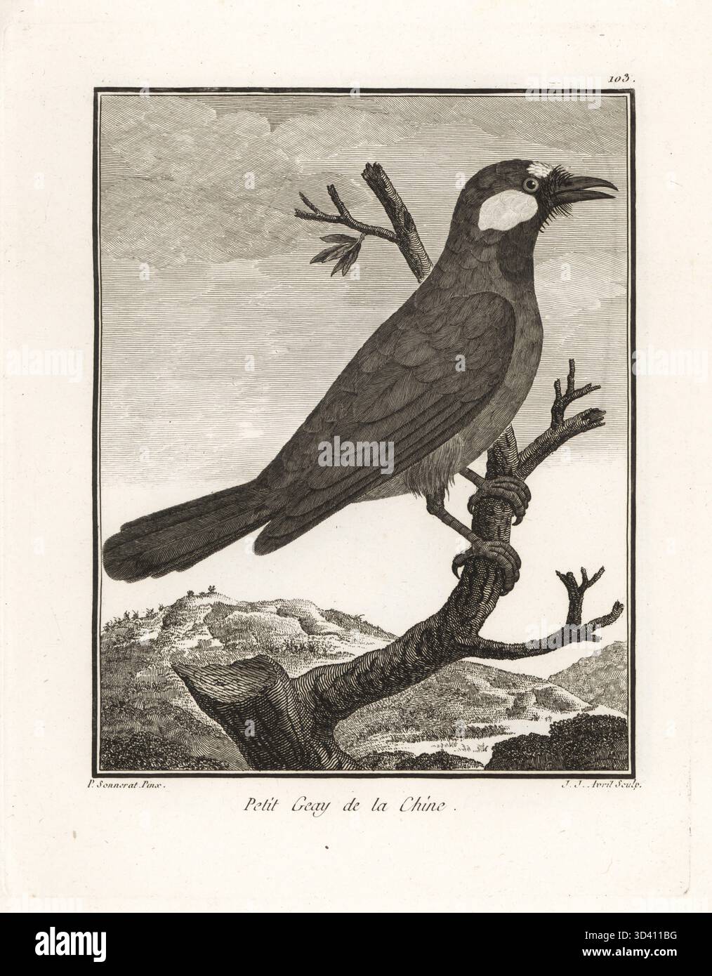 Gobbo nero, Pterorhinus chinensis. Originario di Cambogia, Cina, Laos, Myanmar, Thailandia e Vietnan. Petit geay de la Chine. Dryonastes chinensis. Incisione su lastra di J. J. Avril dopo un'illustrazione di Pierre Sonnerat dal suo Voyage aux Indes Orientales et à la Chine (viaggio nelle Indie Orientali e Cina, Dentu, Parigi, 1806. Foto Stock