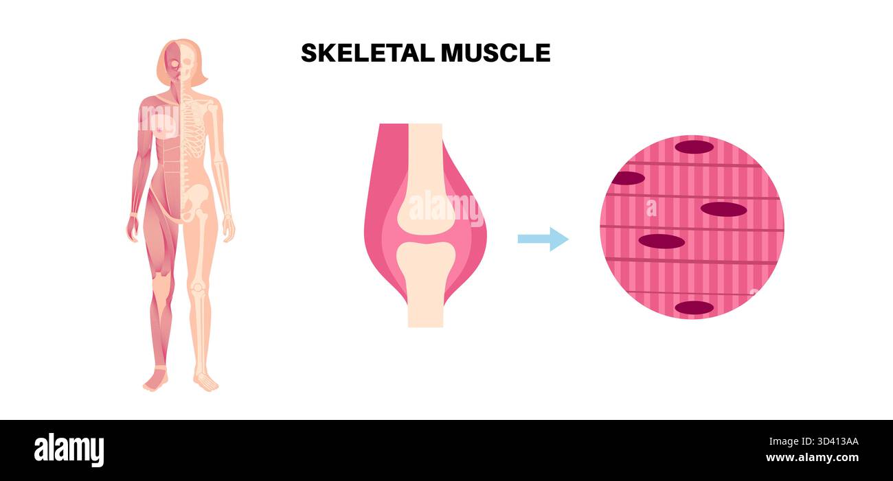 Illustrazione della struttura del tessuto muscolare scheletrico. Si tratta di tessuto muscolare che si attacca alle ossa, consentendo il movimento. Si tratta di un muscolo striato composto da lunghe fibre multinucleate raggruppate insieme da tessuto connettivo. Foto Stock