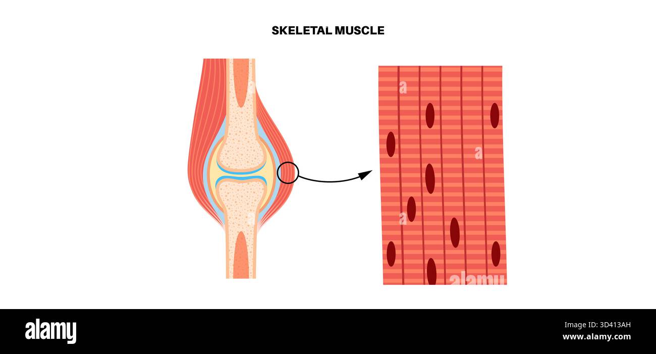 Illustrazione della struttura del tessuto muscolare scheletrico. Si tratta di tessuto muscolare che si attacca alle ossa, consentendo il movimento. Si tratta di un muscolo striato composto da lunghe fibre multinucleate raggruppate insieme da tessuto connettivo. Foto Stock