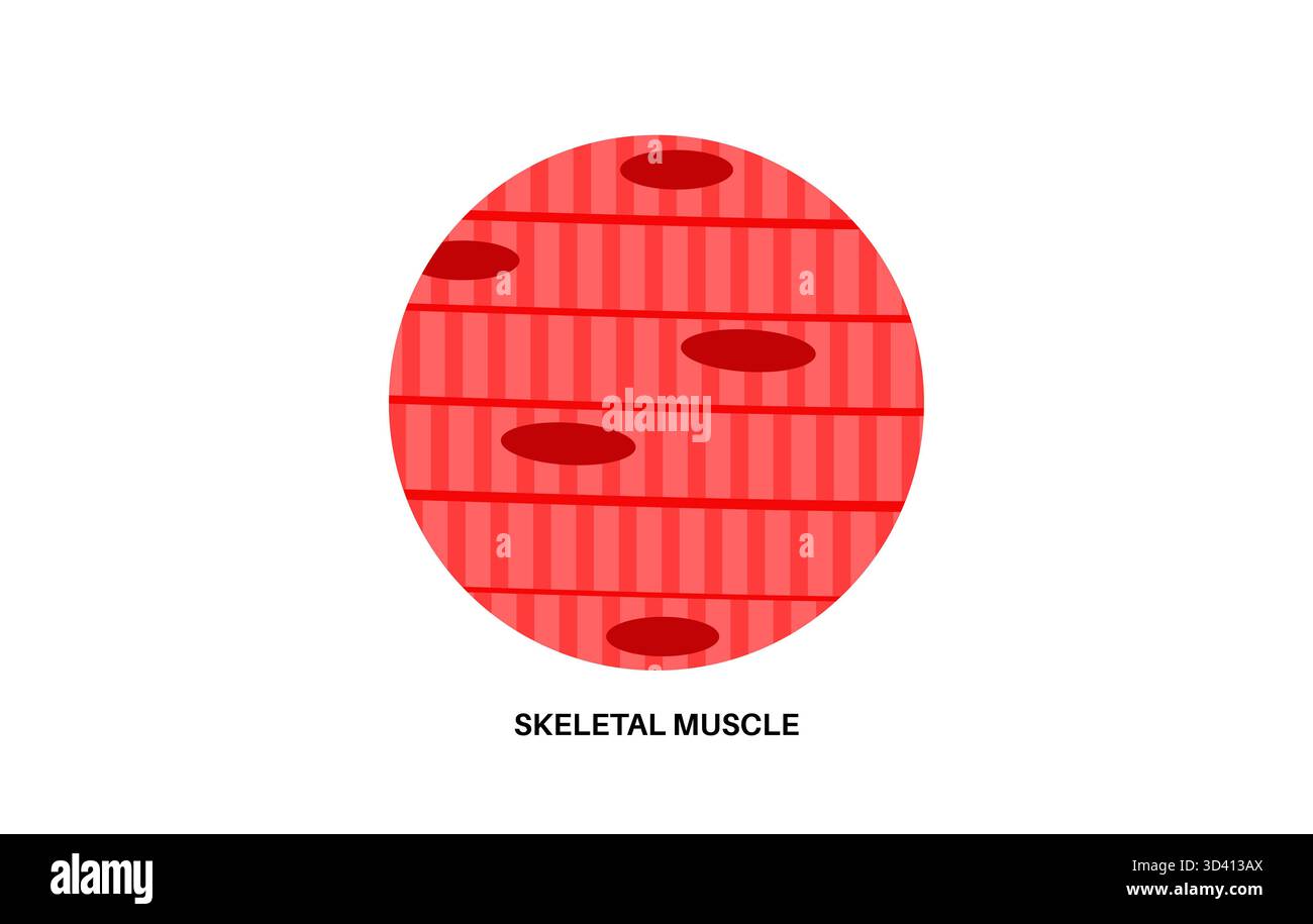 Illustrazione della struttura del tessuto muscolare scheletrico. Si tratta di tessuto muscolare che si attacca alle ossa, consentendo il movimento. Si tratta di un muscolo striato composto da lunghe fibre multinucleate raggruppate insieme da tessuto connettivo. Foto Stock