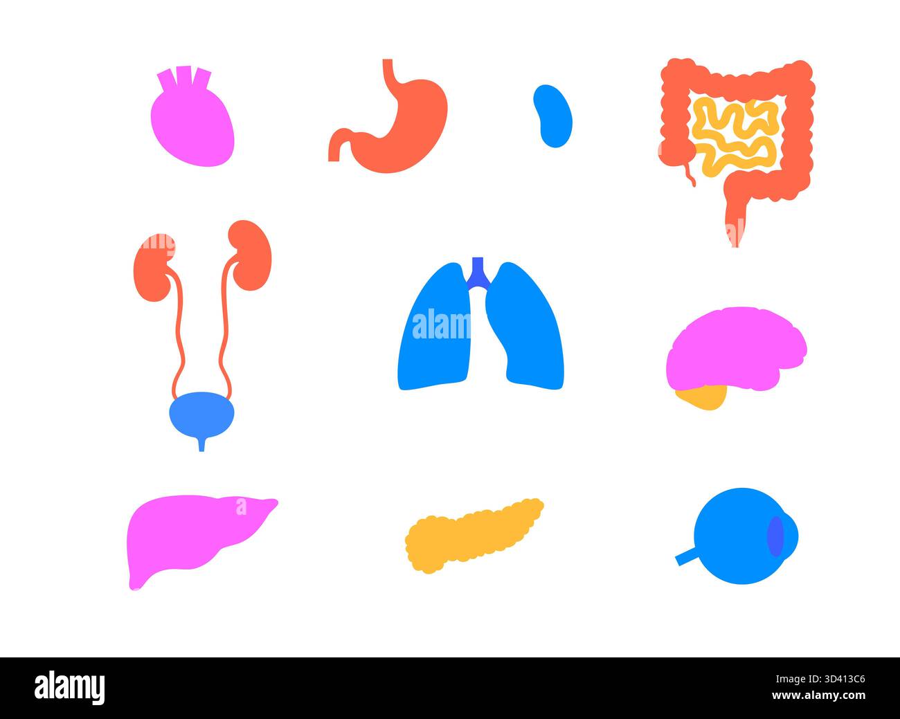 Illustrazione di organi interni umani. Foto Stock