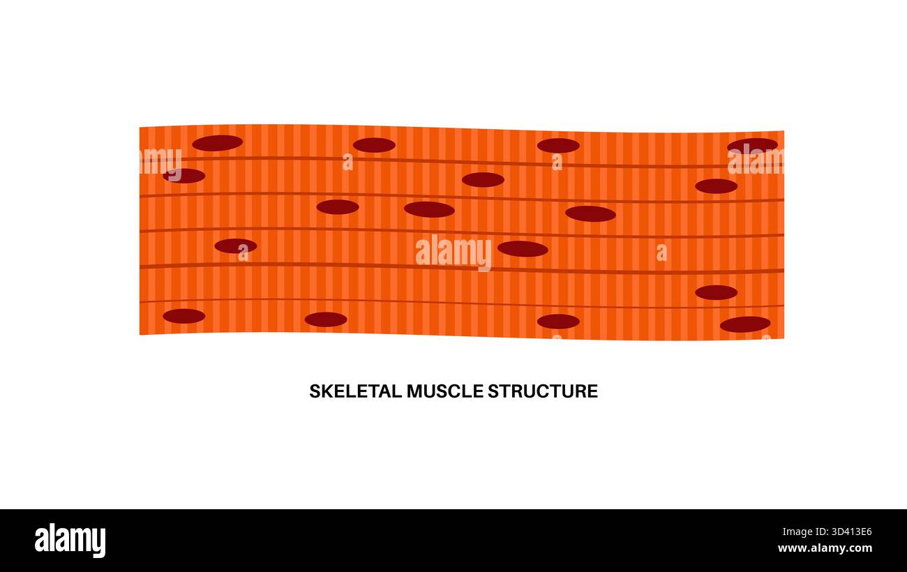 Illustrazione della struttura del tessuto muscolare scheletrico. Si tratta di tessuto muscolare che si attacca alle ossa, consentendo il movimento. Si tratta di un muscolo striato composto da lunghe fibre multinucleate raggruppate insieme da tessuto connettivo. Foto Stock