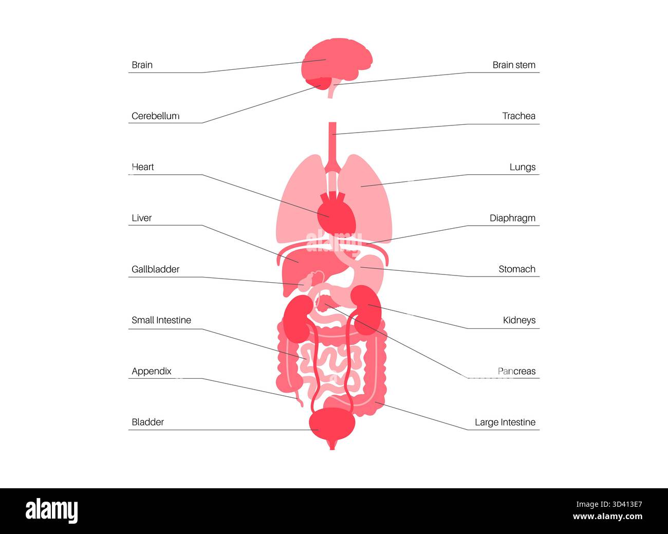 Illustrazione di organi interni umani. Foto Stock