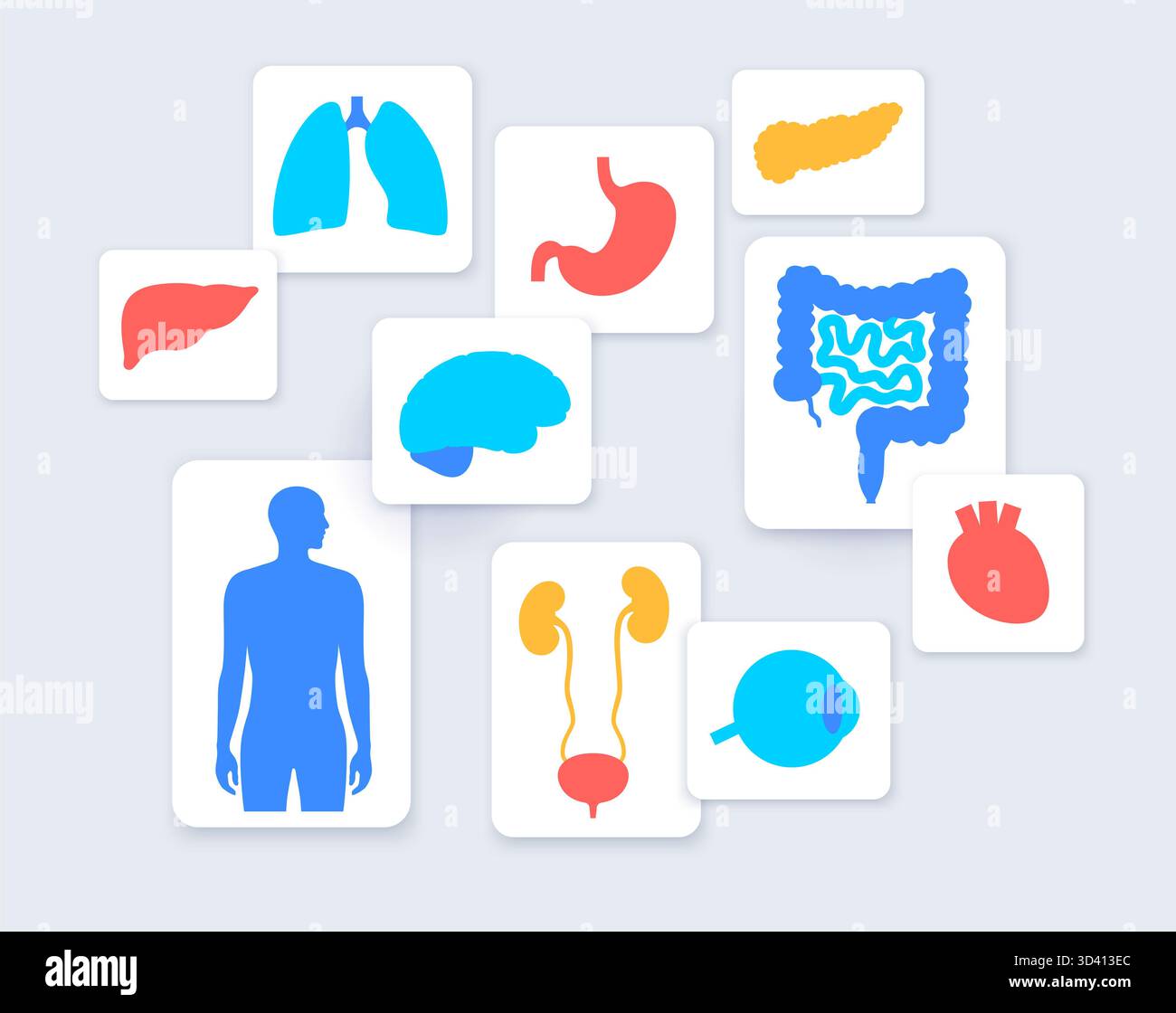 Illustrazione di organi interni umani. Foto Stock