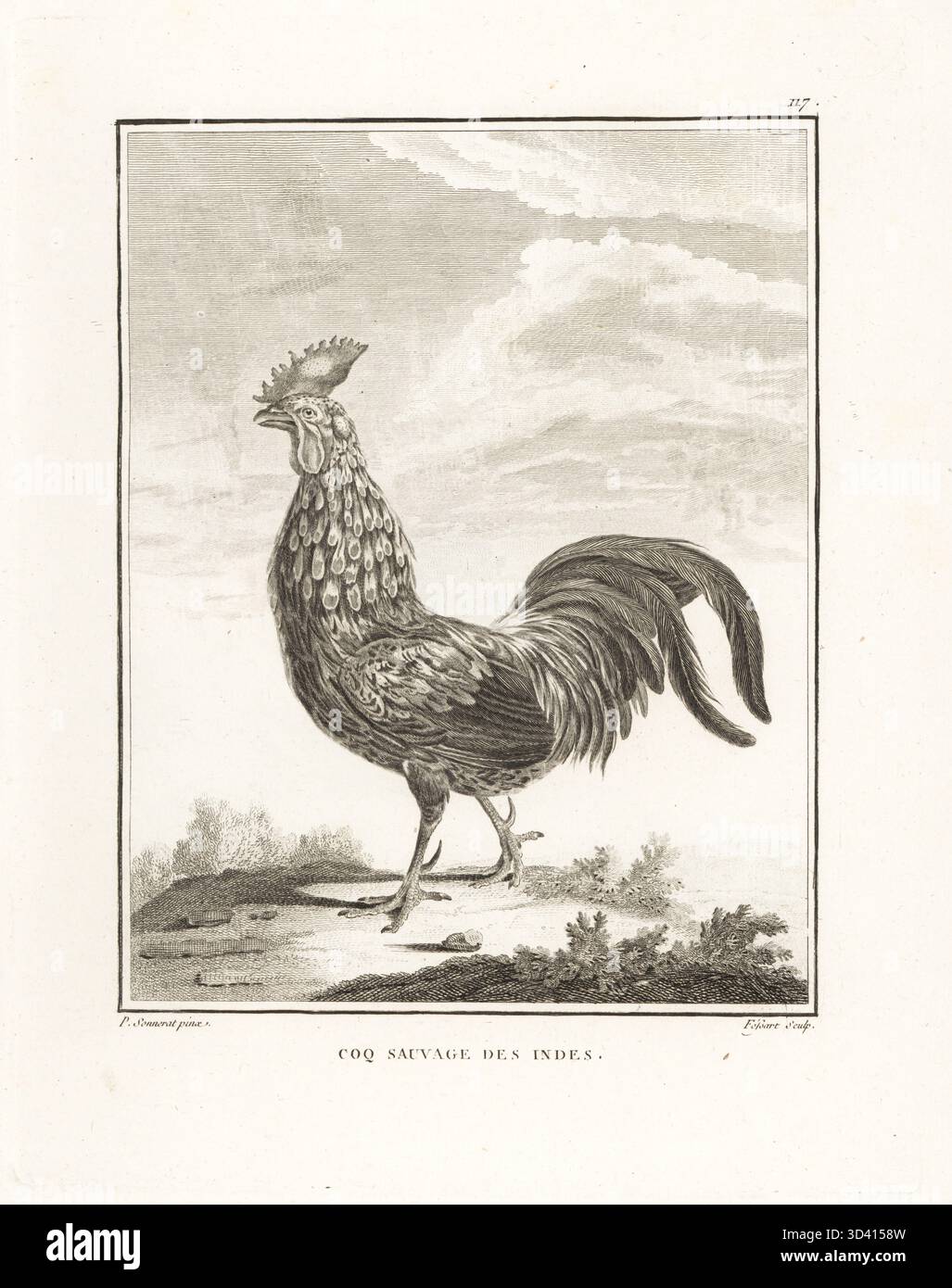 La giungla grigia o la giungla di Sonnerat, Gallus sonneratii. Coq sauvage des Indes. Incisione su lastra di Fessart dopo un'illustrazione di Pierre Sonnerat dal suo Voyage aux Indes Orientales et à la Chine (viaggio nelle Indie Orientali e Cina, Dentu, Parigi, 1806. Foto Stock