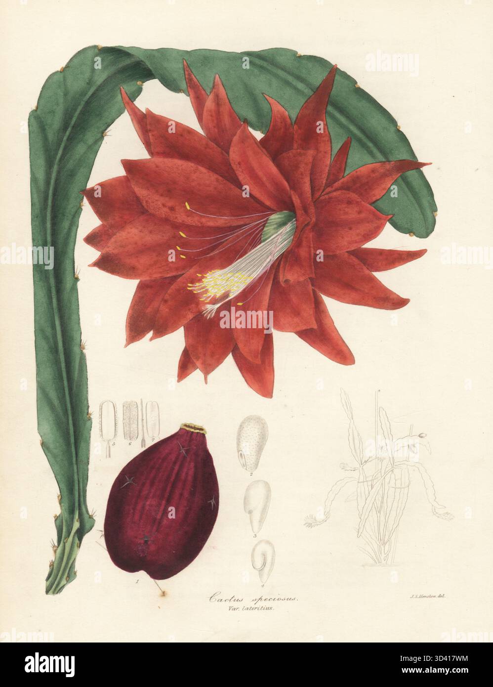 Cactus solare, Disocactus speciosus. Originario del Messico, dell'Honduras e del Guatemala. Cactus rosso mattone, Cactus speciosus var. lateritius. Incisione in rame colorata a mano dopo un'illustrazione botanica del Rev. John Stevens Henslow dal botanico di Benjamin Maund, Londra, 1836. Foto Stock