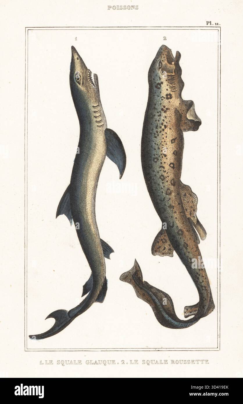 Grande squalo blu, Prionace glauca 1 e piccolo squalo gatto, Scyliorhinus canicula 2. Le squale glauque, Squalus glaucus, le squale roussette, Squalus canicula. Incisione colorata a mano dalle oeuvres du comte de Lacépède, comprenant l'histoire naturelle des poissons, Parigi, 1850 circa. Le illustrazioni non accreditate furono copiate da originali di Jacques de Seve, Marcus Bloch, Robert Benard, Jean-Gabriel Pretre, ecc.. Foto Stock