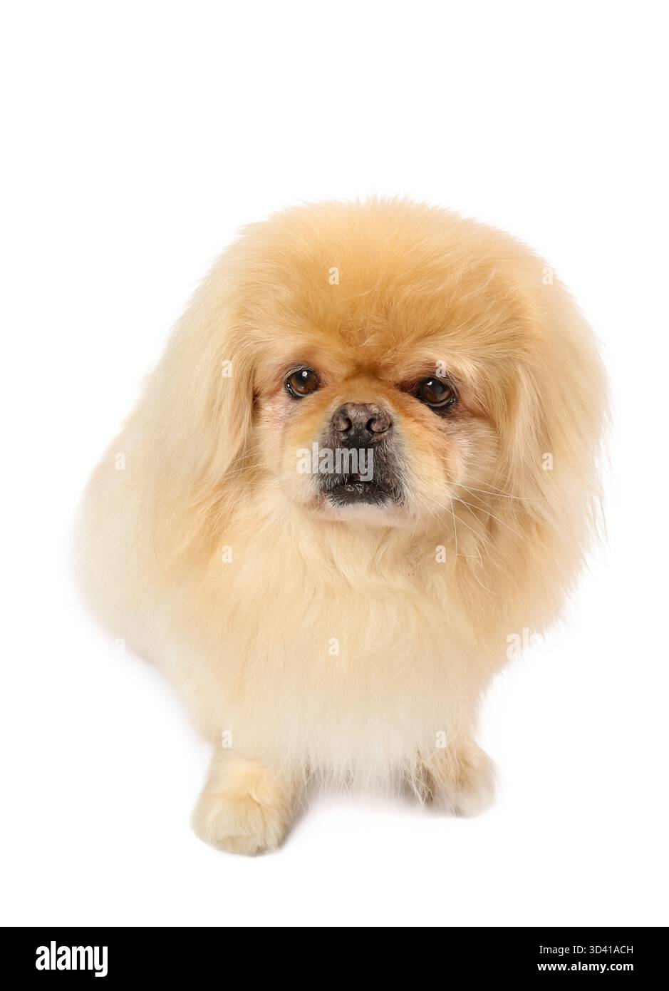 Carino cane pekingese su sfondo bianco Foto Stock