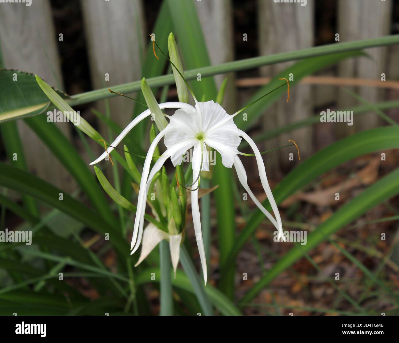 Fiore bianco su una pianta di Giglio ragno (Hymenocallis) in un giardino tropicale Foto Stock