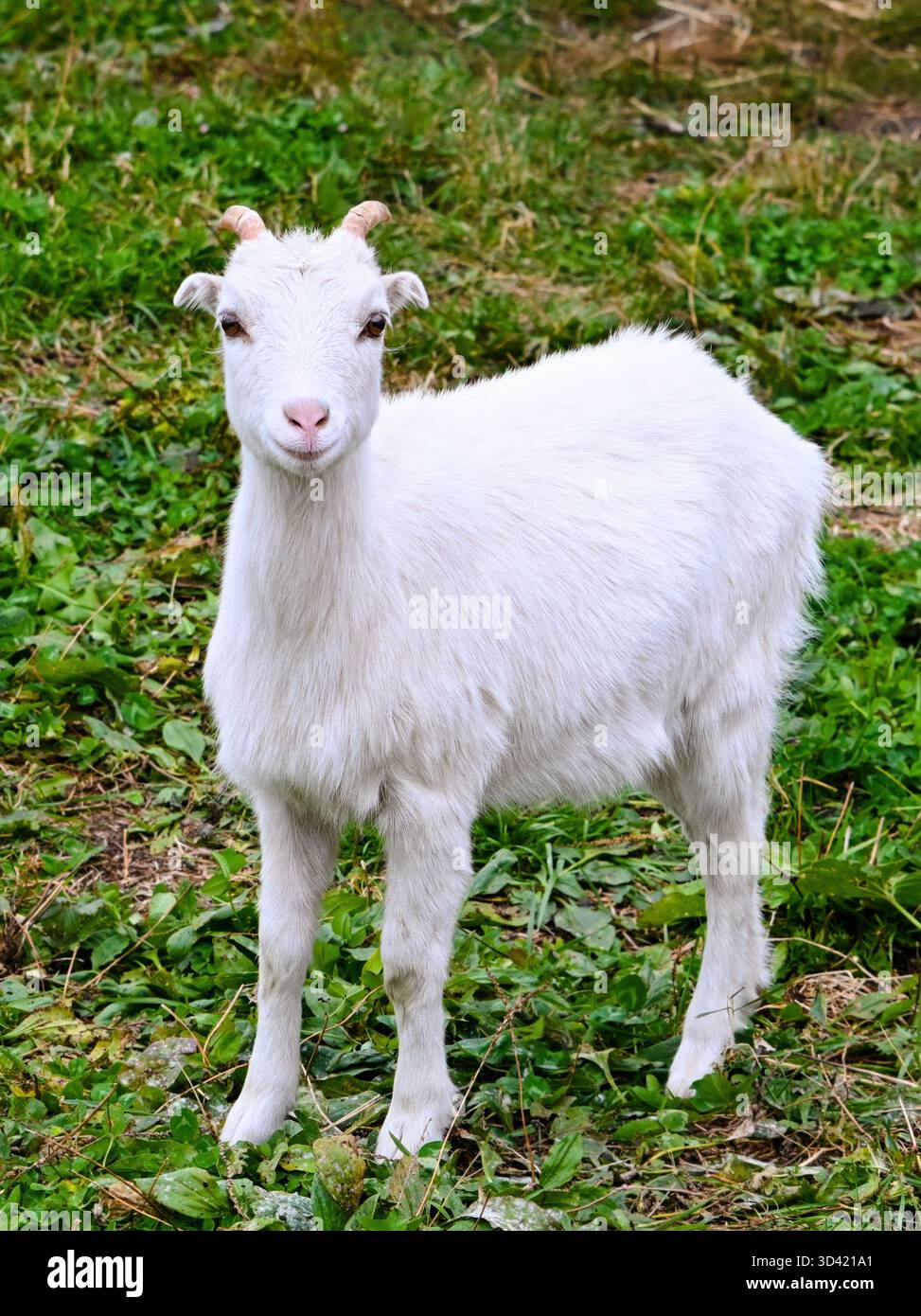 Piccola capra bianca in piedi su erba verde e guardando la macchina fotografica. Grazioso animale da fattoria che simboleggia l'innocenza e la calma della vita rurale. Foto Stock