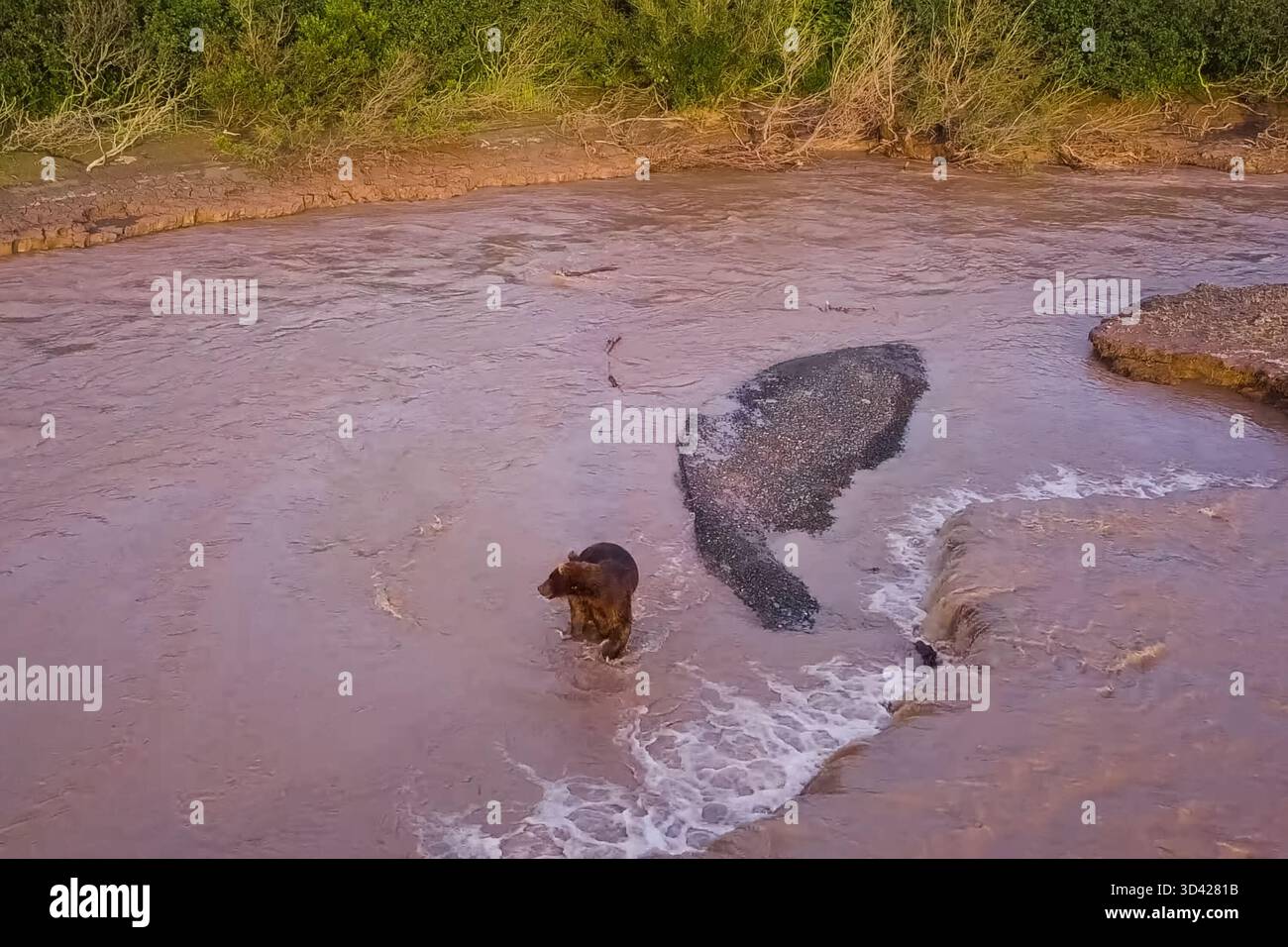 L'orso bruno grizzly cattura il salmone nel fiume. L'orso cava il pesce che si rideva Foto Stock