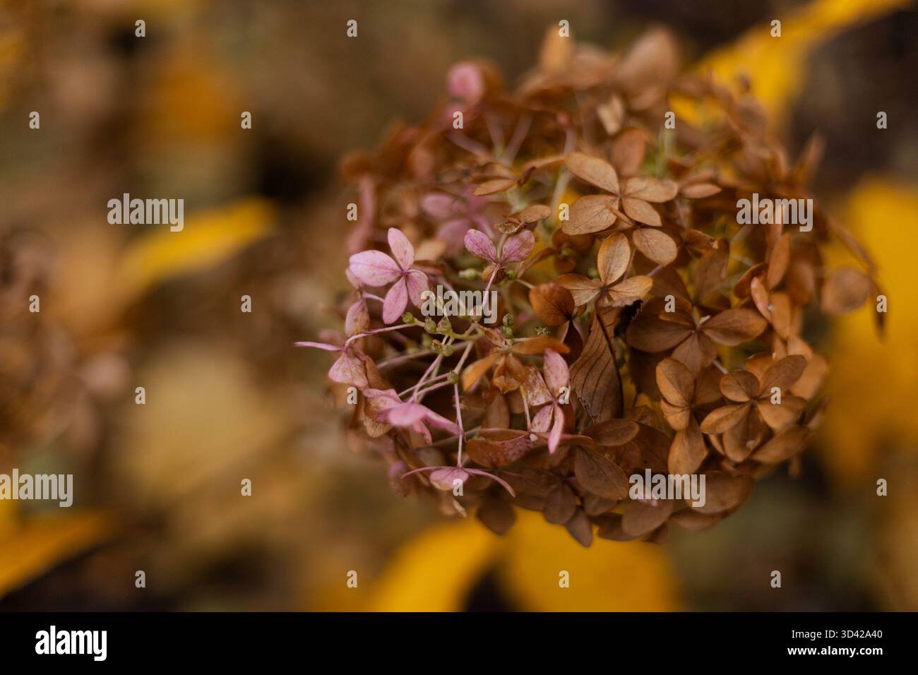 Ortensie rosa appassite fioriscono in una luce soffusa d'autunno. Foto di alta qualità Foto Stock