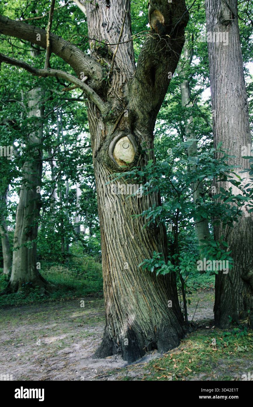 Old Tree Trunk con il caratteristico nodo che ricorda un occhio nel Liselund Park Foto Stock