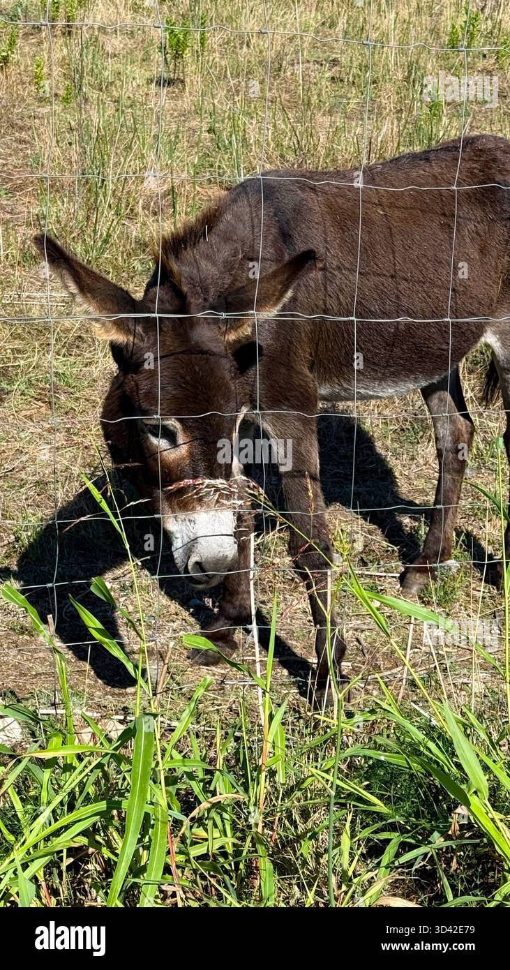 Asino in un pascolo dietro una recinzione Foto Stock