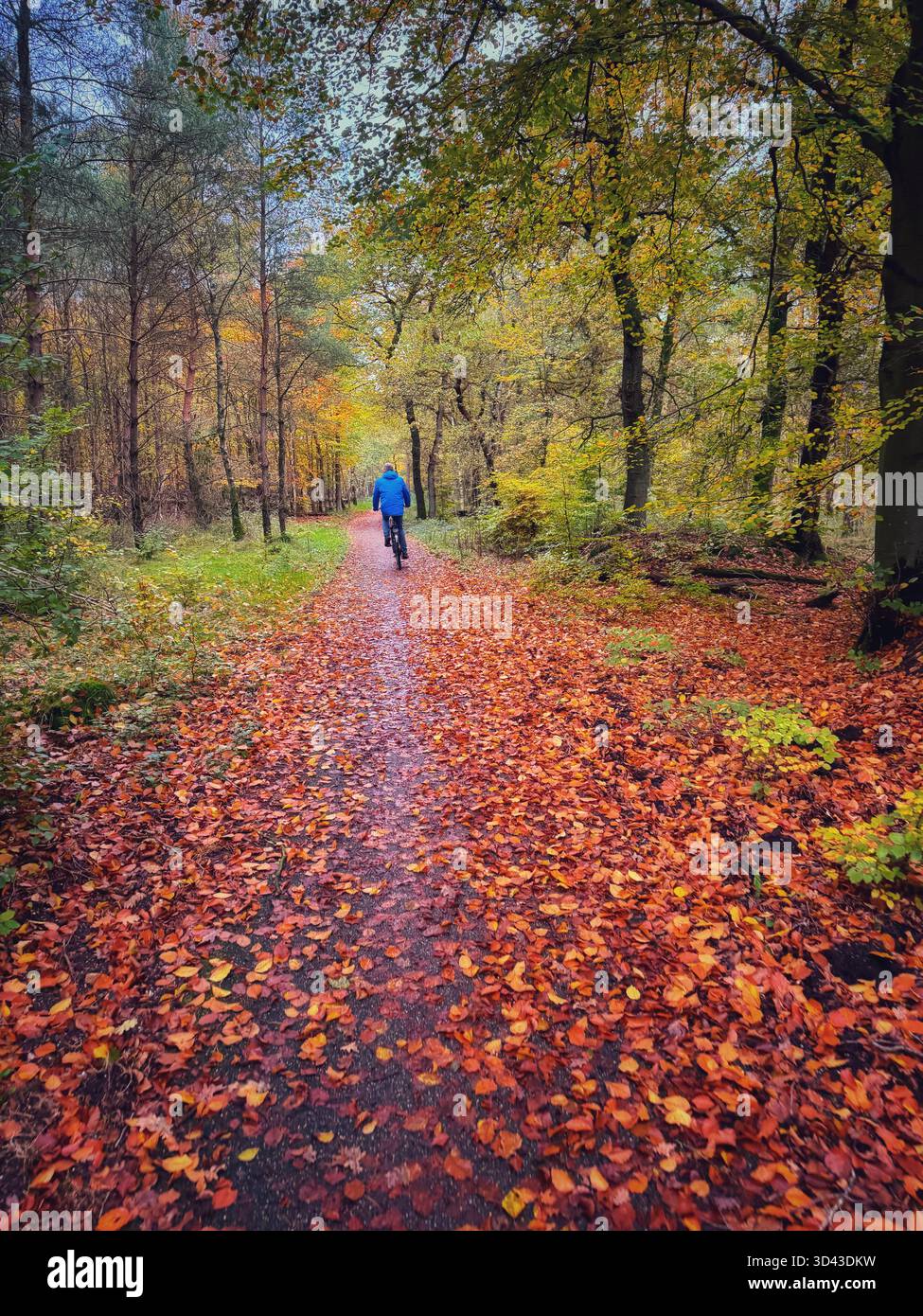 Uomo in bicicletta lungo una delle tante piste ciclabili del parco nazionale Veluwe, Gelderland, Paesi Bassi, autunno. Foto Stock
