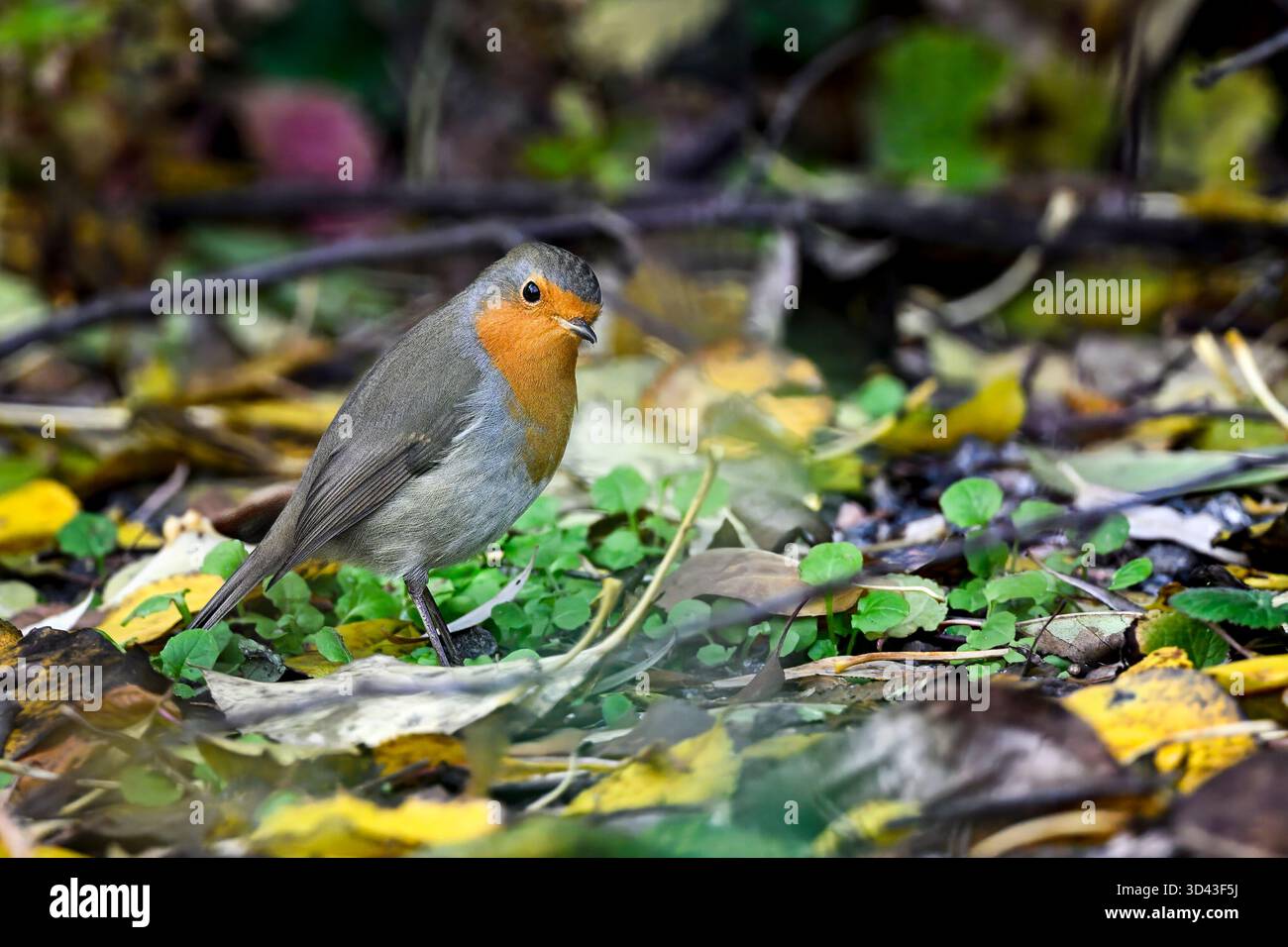 Robin in autunno Foto Stock
