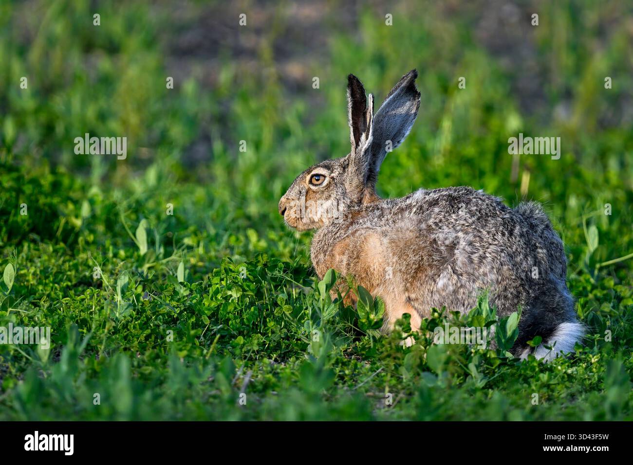 Riposo Lepre Foto Stock