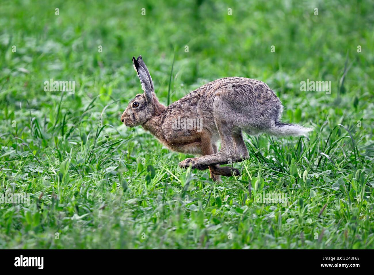 Lepre in fuga Foto Stock