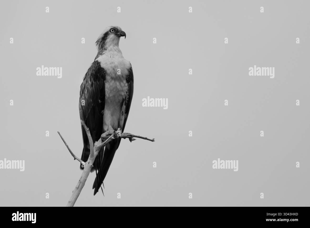 Un falco pescatore migratorio arroccato su un ramo asciutto nel parco nazionale di Wilpattu. Foto Stock