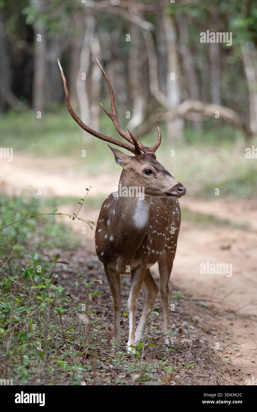 Un cervo macchiato cammina cautamente lungo una strada sterrata all'alba. Foto Stock
