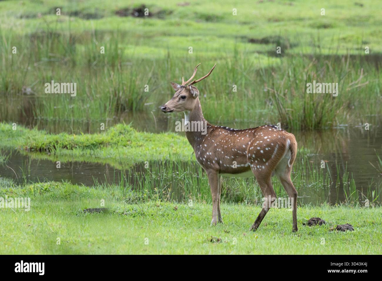Un giovane cervo maculato maschio sta molto fermo e cerca i predatori nella giungla. Foto Stock