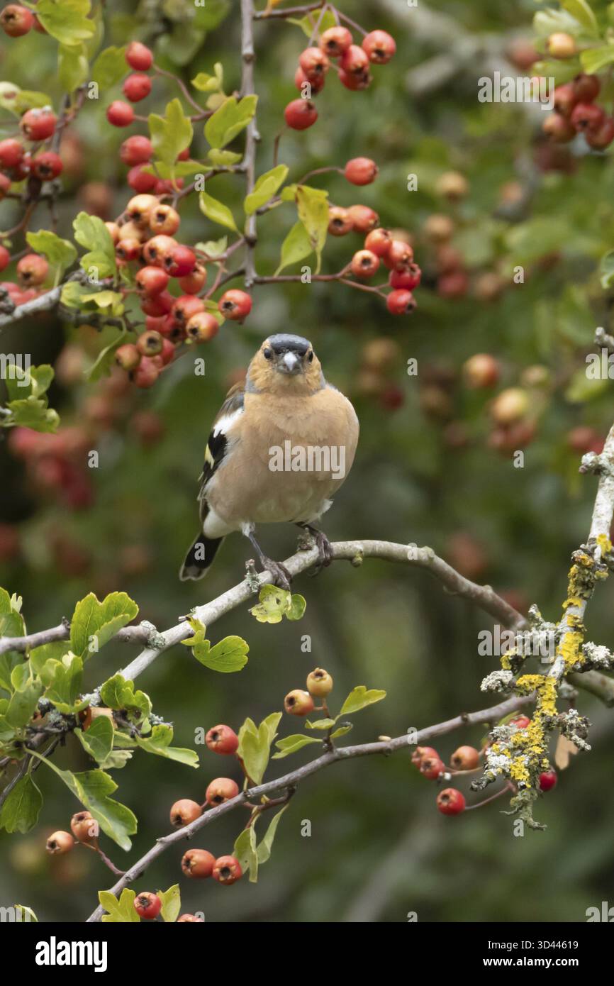 Zaffinch eurasiatico (Fringilla coelebs) uccello maschio adulto in un biancospino con bacche rosse in estate, Inghilterra, Regno Unito Foto Stock