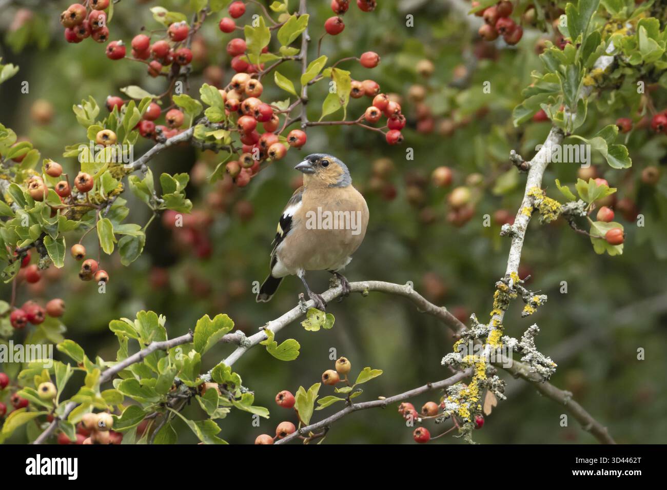 Zaffinch eurasiatico (Fringilla coelebs) uccello maschio adulto in un biancospino con bacche rosse in estate, Inghilterra, Regno Unito Foto Stock