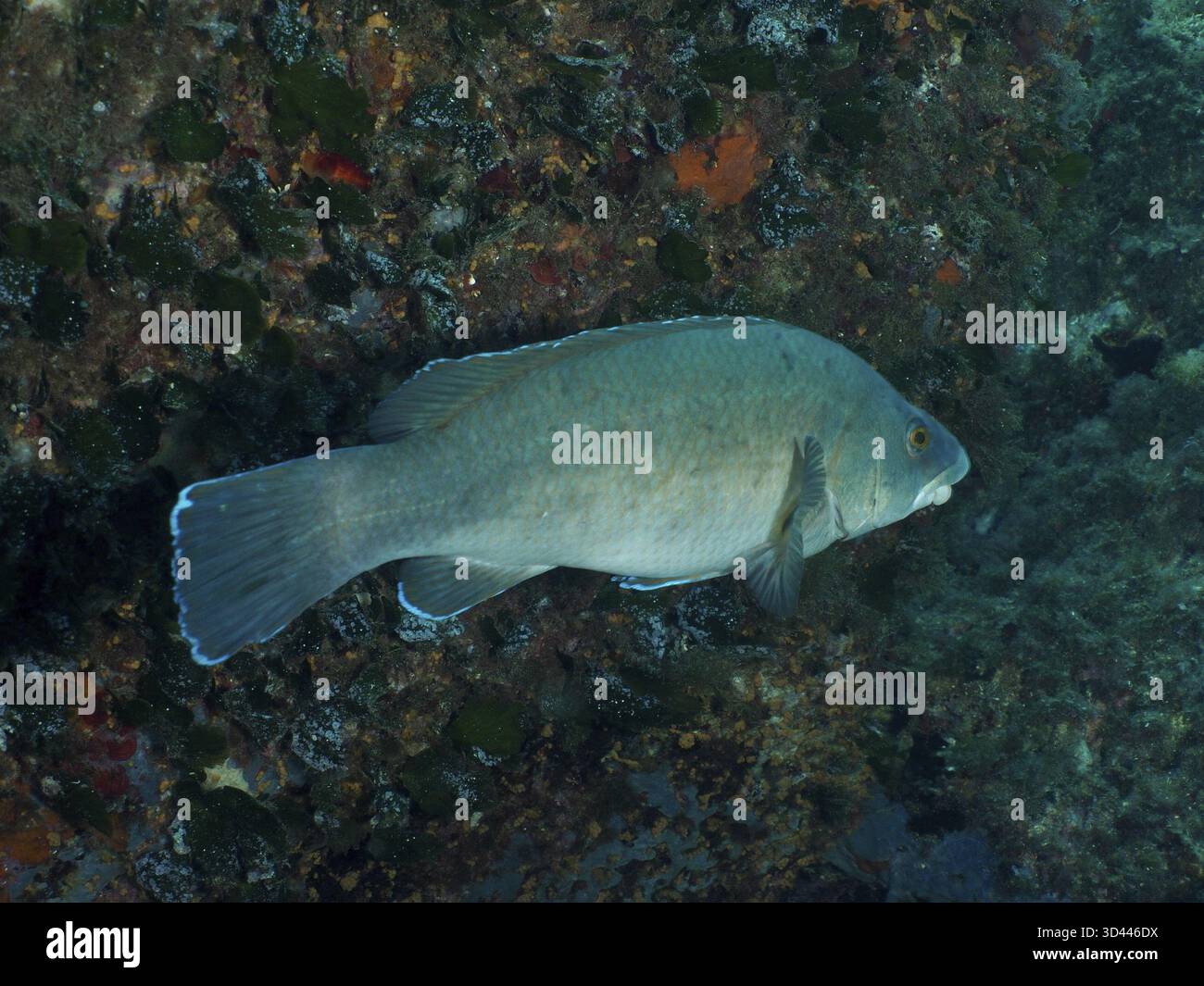 Un luccio bruno solitario (Labrus merula) nuota vicino al fondale roccioso, colorato di blu nel Mediterraneo vicino a Hyeres, penisola di Giens Foto Stock