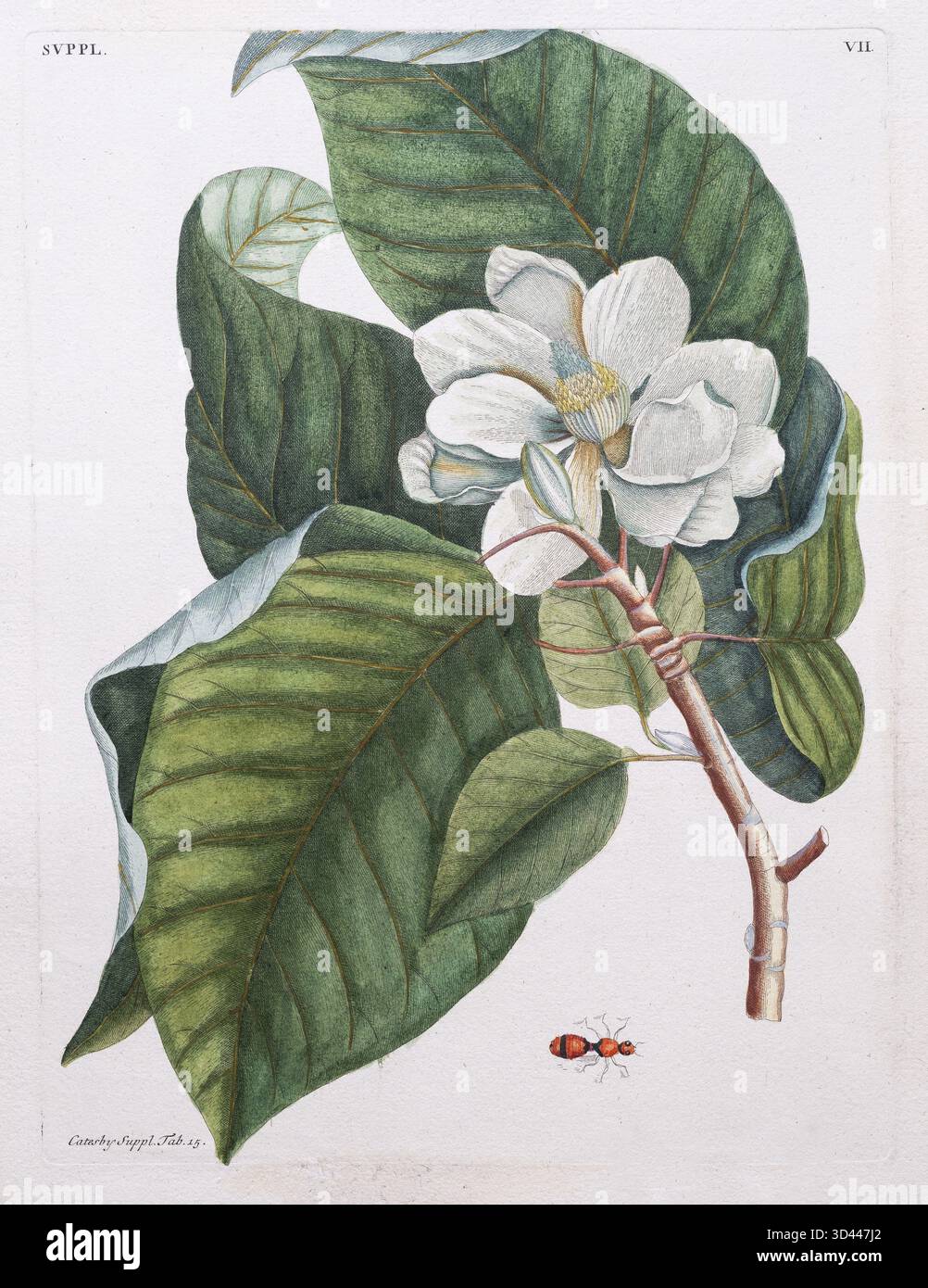 Magnolia (Magnolia), incisione in rame colorata a mano di Mark Catesby da: Storia naturale della Carolina, della Florida e delle Isole Bahama o la Descriptio Foto Stock