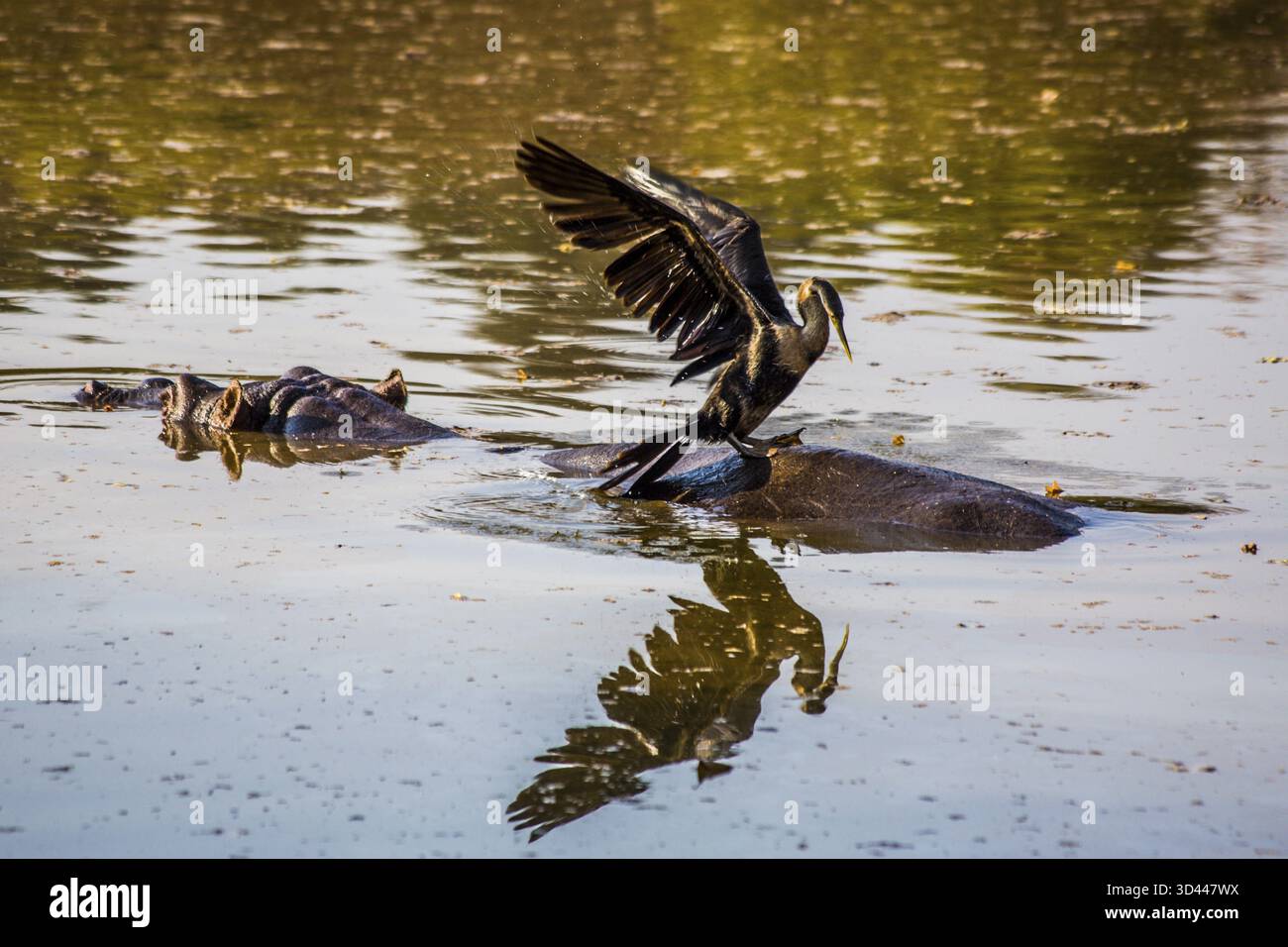 Ippopotamo con cormorano, rifugio Hippo nel Mlilwane Wildlife Sanctuary, Swaziland - eSwatini, Sud Africa, Milwane, Swaziland Foto Stock