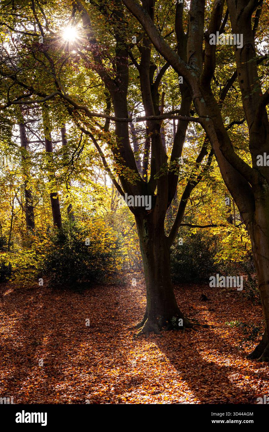 La luce del sole autunnale brilla tra gli alberi della foresta, gettando lunghe ombre sulle foglie cadute. Tranquillo scenario boschivo con calde tonalità dorate. Foto Stock