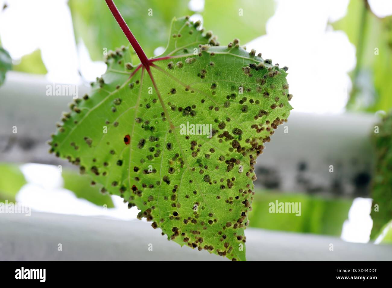 Vite pidocchio, Uva fillossera (Viteus vitifoliae) .Foglie danneggiate di uva comune foglia di vite Foto Stock