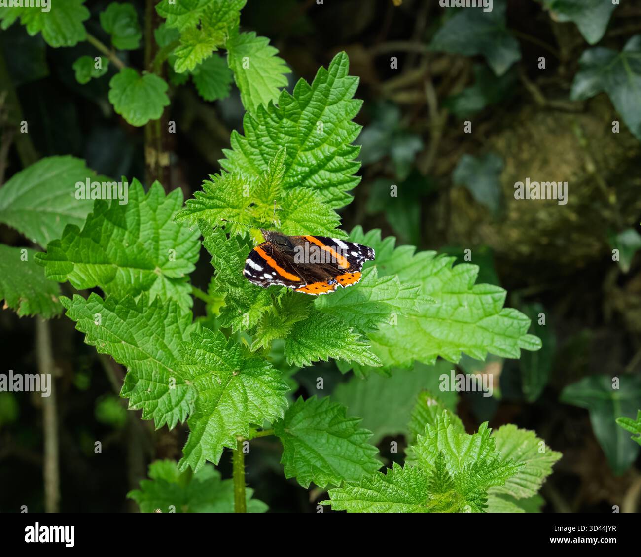 Una farfalla Red Admiral si fonde perfettamente con il suo habitat naturale. Foto Stock