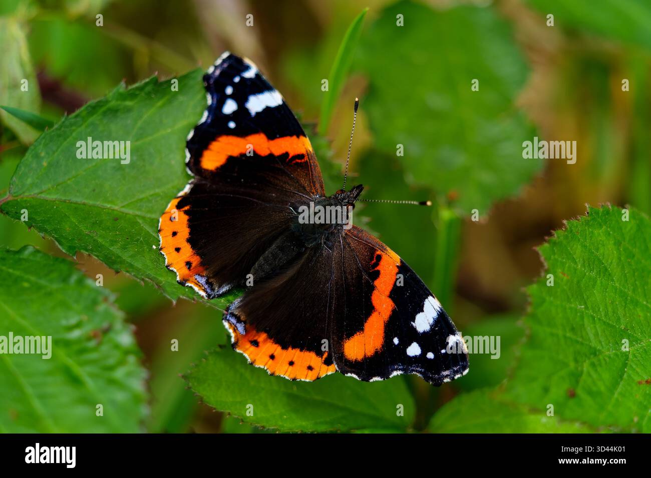 Una splendida farfalla Red Admiral arroccata in mezzo a una vibrante vegetazione. Foto Stock