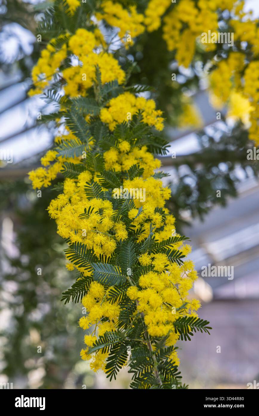 Sfondo con splendidi fiori gialli di Mimosa (Aacacia dealbata) Foto Stock