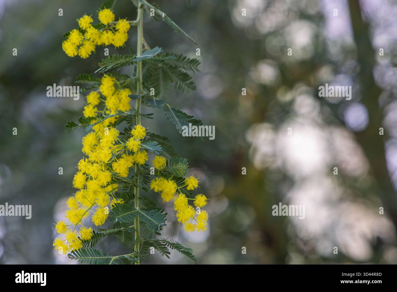 Sfondo con splendidi fiori gialli di Mimosa (Aacacia dealbata) Foto Stock