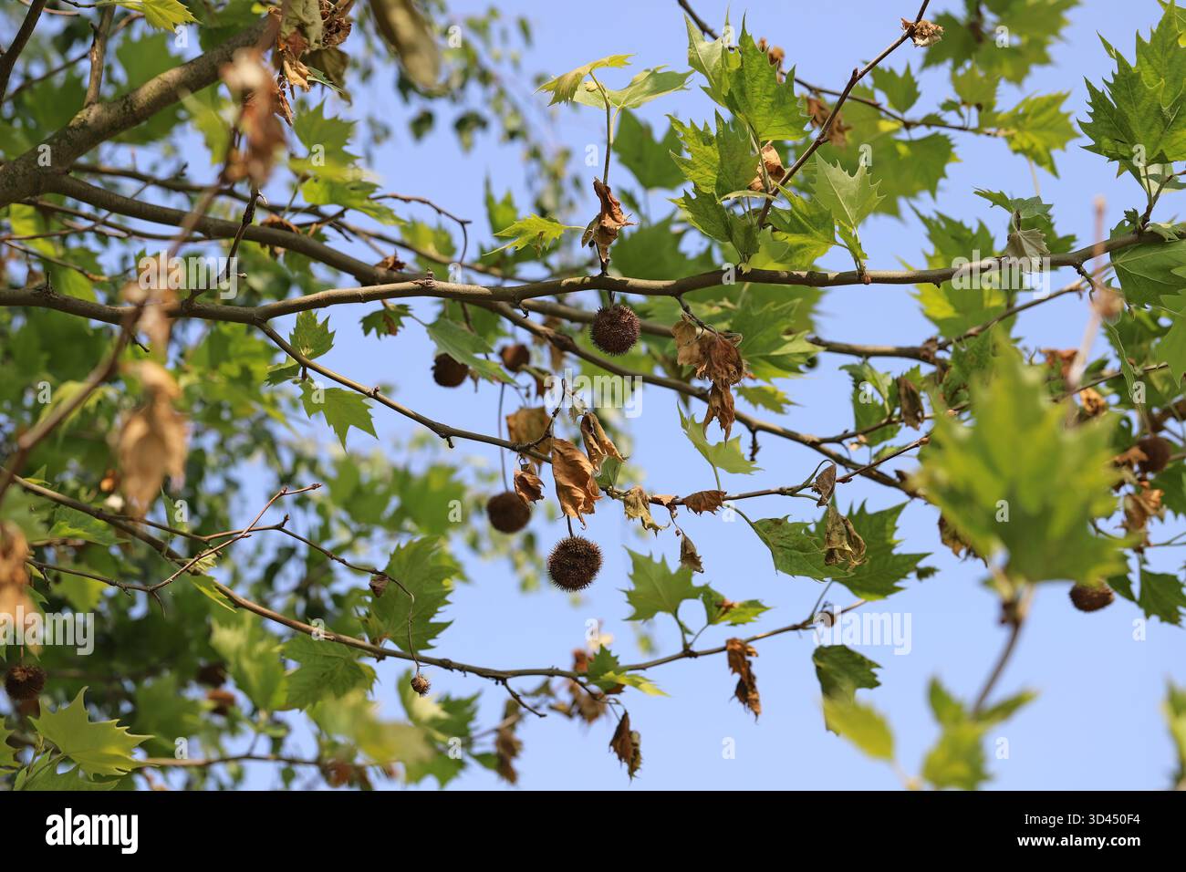 Antracnosi, malattia fungina causata da Apiognomonia veneta che colpisce foglie, germogli e rami. Foto Stock