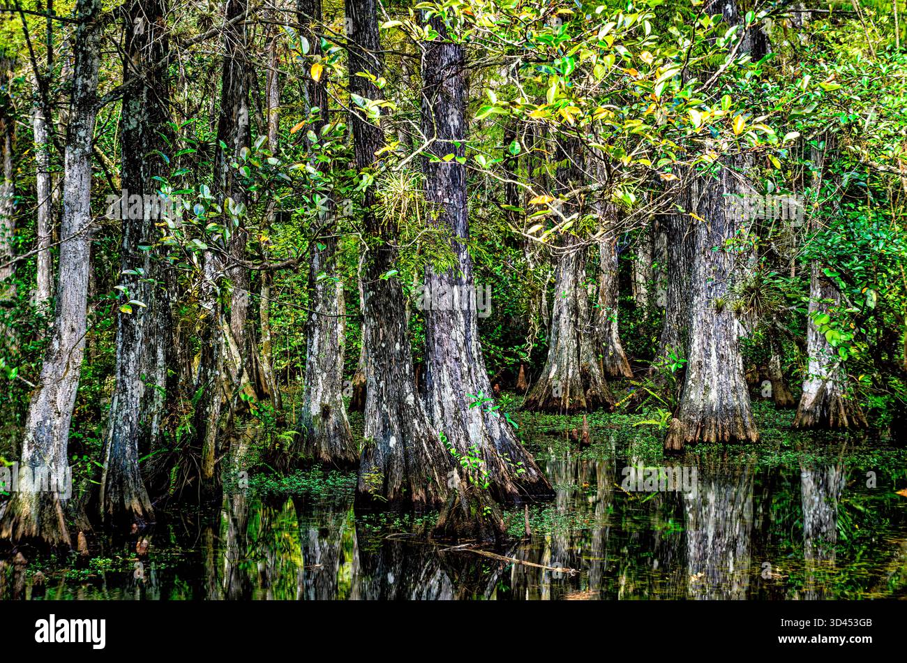 Alberi di cipresso nella palude lungo la Loop Road nella Big Cypress National Preserve, Florida Foto Stock