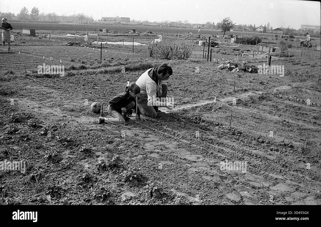 DATA DI REGISTRAZIONE NON DICHIARATA campagna polacca / polonia / GIARDINAGGIO privato IN POLONIA. Foto .Francis Joseph Dean/Dean Pictures/non per uso commerciale, editoriale per uso editoriale. Foto Stock