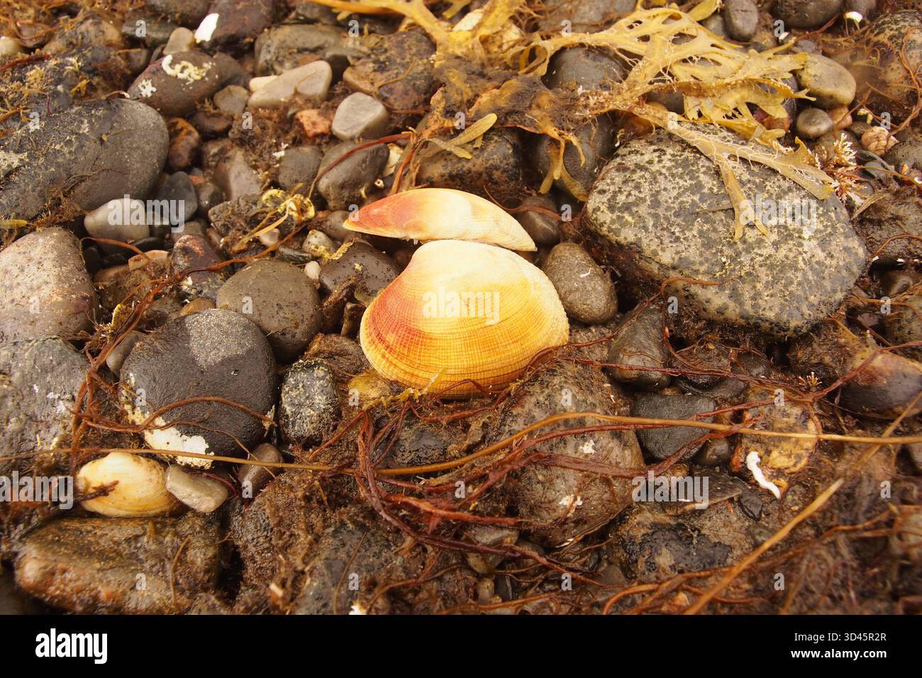 Una doppia conchiglia di vongole adagiata su una spiaggia scozzese sassosa Foto Stock